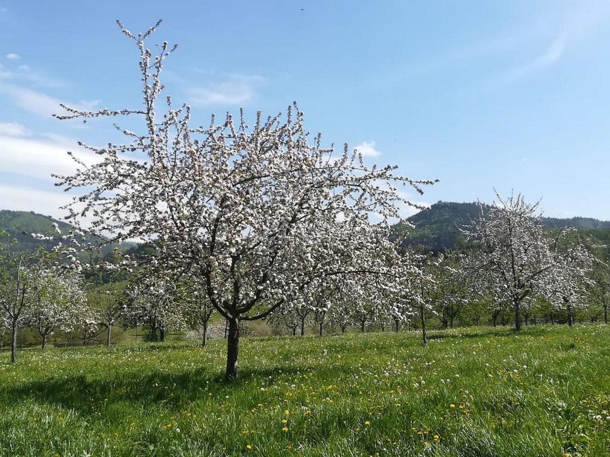 Ferienhof Vordere Alm 奥伯基希 外观 照片