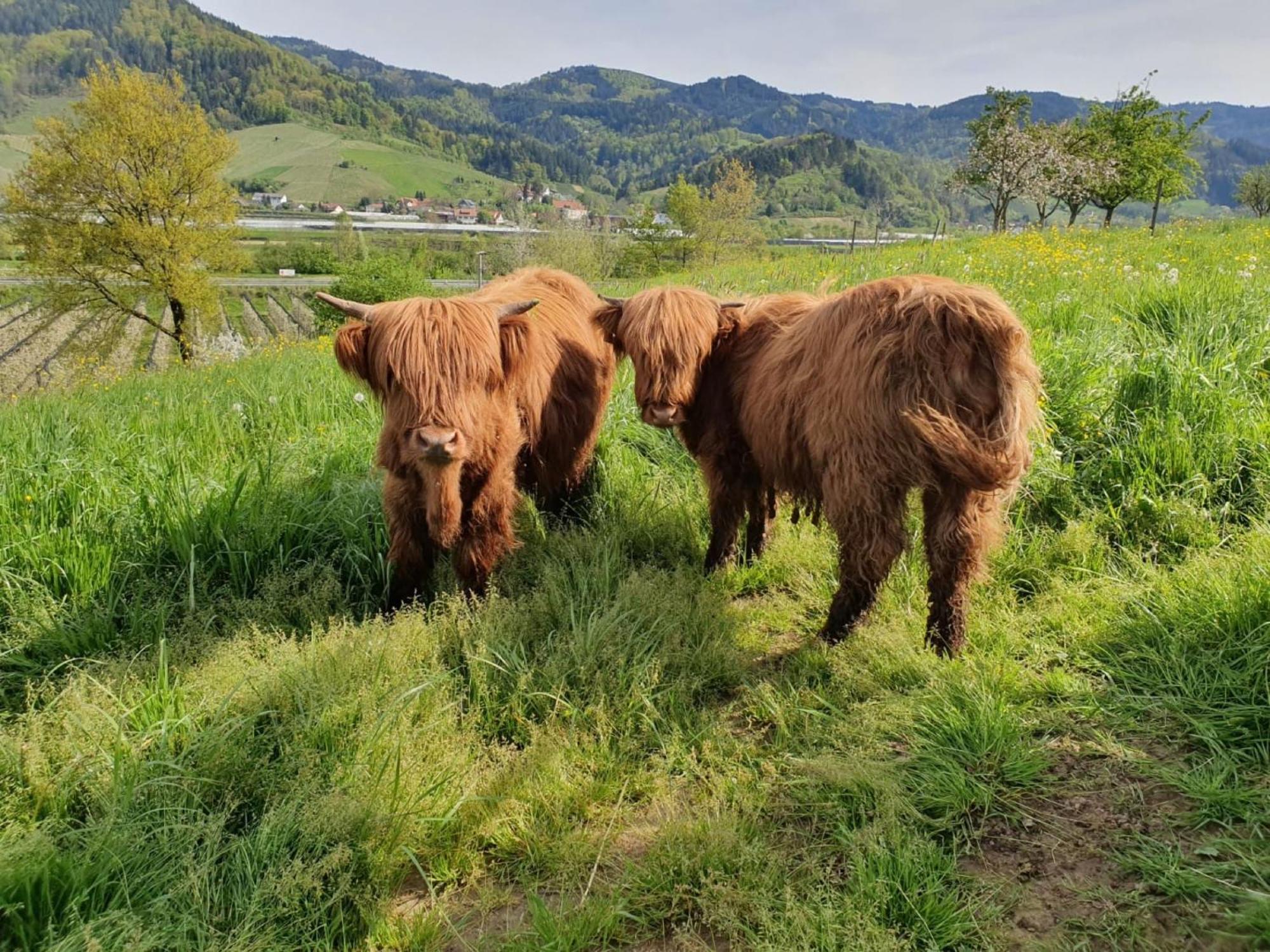 Ferienhof Vordere Alm 奥伯基希 外观 照片